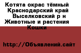 Котята окрас тёмный - Краснодарский край, Выселковский р-н Животные и растения » Кошки   